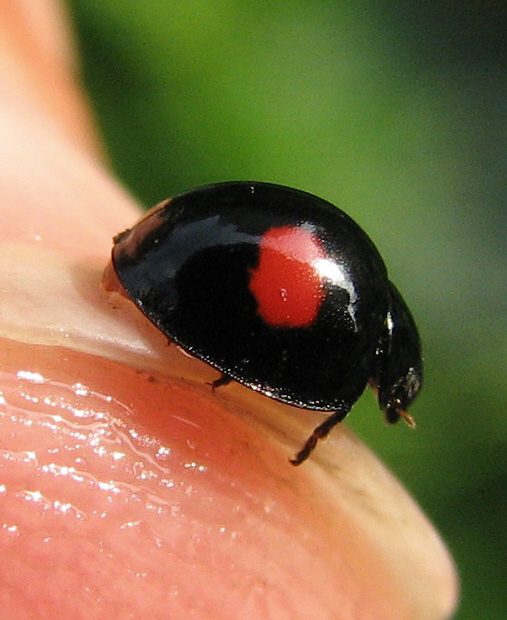 Coccinelle